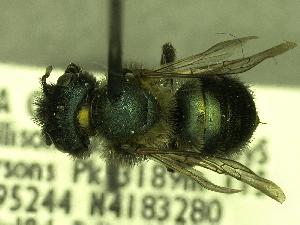  (Osmia sp_Y5 - YOSE189606)  @13 [ ] Unspecified (default): All Rights Reserved  Unspecified Unspecified
