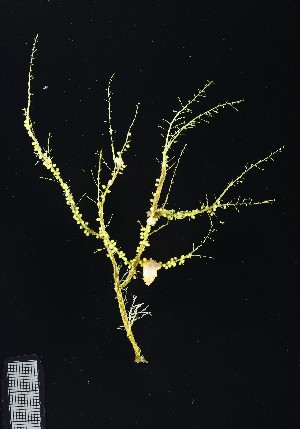  (Halecium muricatum - NOAH0001)  @11 [ ] by-nc-sa (2024) Joan J. Soto-Angel University Museum of Bergen, Natural History Collections