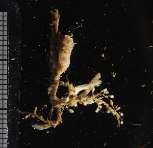  (Halecium curvicaule - NOAH0188)  @11 [ ] by-nc-sa (2024) Joan J. Soto-Angel University Museum of Bergen, Natural History Collections