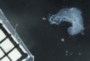  (Marrus - NOAH0310)  @11 [ ] by-nc-sa (2024) Joan J. Soto-Angel University Museum of Bergen, Natural History Collections