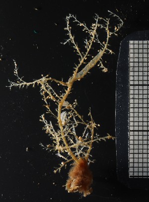  (Lafoea flexilis - NOAH0341)  @11 [ ] by-nc-sa (2024) Joan J. Soto-Angel University Museum of Bergen, Natural History Collections