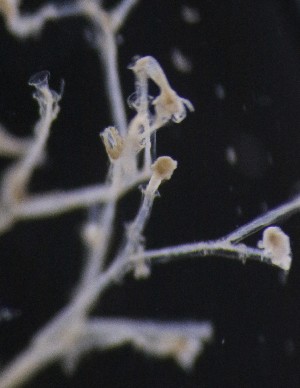  ( - NOAH0461)  @11 [ ] by-nc-sa (2025) Joan J. Soto-Angel University Museum of Bergen, Natural History Collections