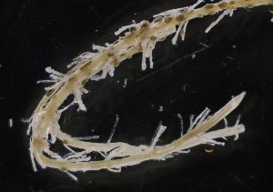  ( - NOAH0463)  @11 [ ] by-nc-sa (2025) Joan J. Soto-Angel University Museum of Bergen, Natural History Collections