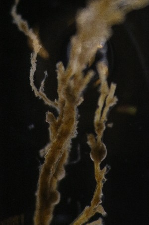  ( - NOAH0477)  @11 [ ] by-nc-sa (2025) Joan J. Soto-Angel University Museum of Bergen, Natural History Collections