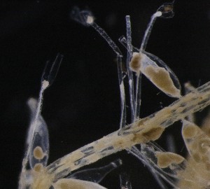  ( - NOAH0478)  @11 [ ] by-nc-sa (2025) Joan J. Soto-Angel University Museum of Bergen, Natural History Collections