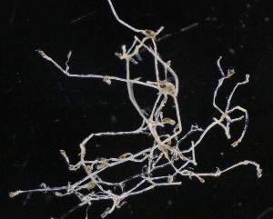  ( - NOAH0480)  @11 [ ] by-nc-sa (2025) Joan J. Soto-Angel University Museum of Bergen, Natural History Collections