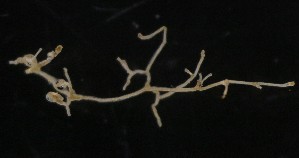  ( - NOAH0483)  @11 [ ] by-nc-sa (2025) Joan J. Soto-Angel University Museum of Bergen, Natural History Collections