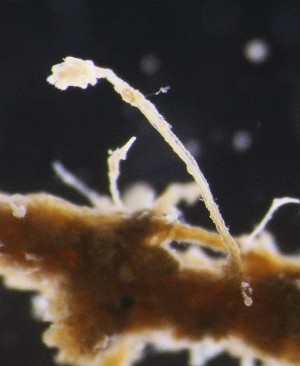  ( - NOAH0550)  @11 [ ] by-nc-sa (2025) Joan J. Soto-Angel University Museum of Bergen, Natural History Collections