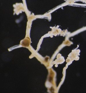  ( - NOAH0555)  @11 [ ] by-nc-sa (2025) Joan J. Soto-Angel University Museum of Bergen, Natural History Collections