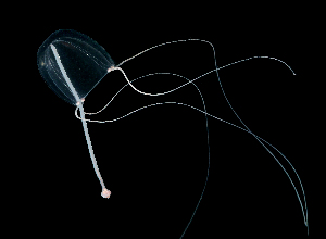  ( - NOAH0604)  @11 [ ] by-nc-sa (2024) Joan J. Soto-Angel University Museum of Bergen, Natural History Collections