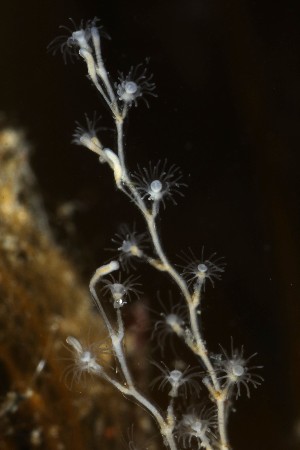  ( - NOAH0624)  @11 [ ] by-nc-sa (2024) Joan J. Soto-Angel University Museum of Bergen, Natural History Collections