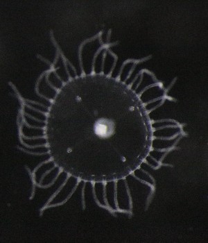  ( - NOAH0636)  @11 [ ] by-nc-sa (2024) Joan J. Soto-Angel University Museum of Bergen, Natural History Collections