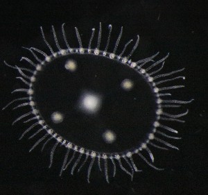  ( - NOAH0657)  @11 [ ] by-nc-sa (2024) Joan J. Soto-Angel University Museum of Bergen, Natural History Collections