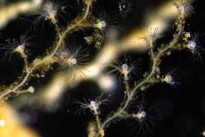  ( - NOAH0685)  @11 [ ] by-nc-sa (2024) Joan J. Soto-Angel University Museum of Bergen, Natural History Collections