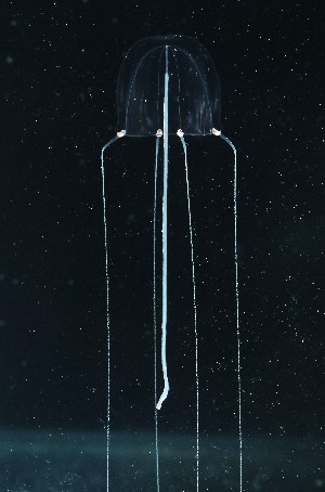  ( - NOAH0730)  @11 [ ] by-nc-sa (2024) Joan J. Soto-Angel University Museum of Bergen, Natural History Collections