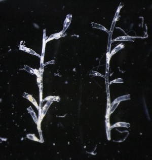  ( - NOAH0749)  @11 [ ] by-nc-sa (2025) Joan J. Soto-Angel University Museum of Bergen, Natural History Collections