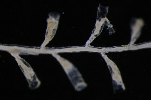  ( - NOAH0752)  @11 [ ] by-nc-sa (2025) Joan J. Soto-Angel University Museum of Bergen, Natural History Collections