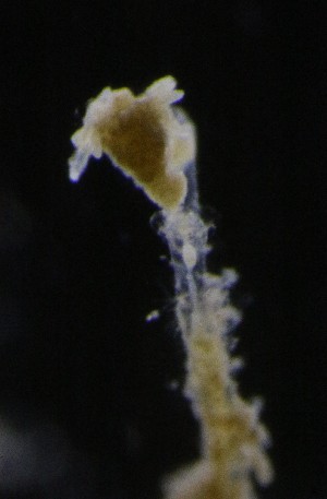  ( - NOAH0791)  @11 [ ] by-nc-sa (2025) Joan J. Soto-Angel University Museum of Bergen, Natural History Collections