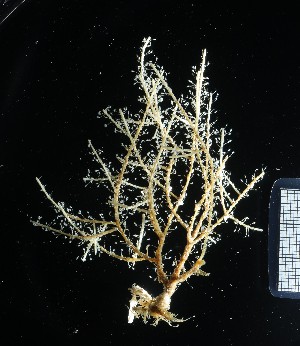  ( - NOAH0912)  @11 [ ] by-nc-sa (2025) Joan J. Soto-Angel University Museum of Bergen, Natural History Collections