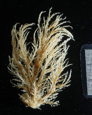  (Halecium scutum - NOAH0913)  @11 [ ] by-nc-sa (2025) Joan J. Soto-Angel University Museum of Bergen, Natural History Collections