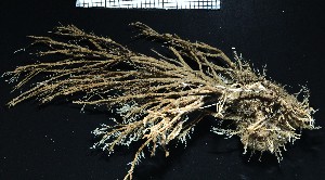  ( - NOAH0915)  @11 [ ] by-nc-sa (2025) Joan J. Soto-Angel University Museum of Bergen, Natural History Collections