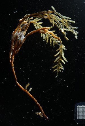  ( - NOAH0919)  @11 [ ] by-nc-sa (2025) Joan J. Soto-Angel University Museum of Bergen, Natural History Collections