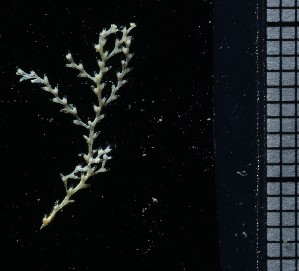  (Sertularia tenera - NOAH0922)  @11 [ ] by-nc-sa (2025) Joan J. Soto-Angel University Museum of Bergen, Natural History Collections