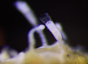  ( - NOAH0943)  @11 [ ] by-nc-sa (2025) Joan J. Soto-Angel University Museum of Bergen, Natural History Collections