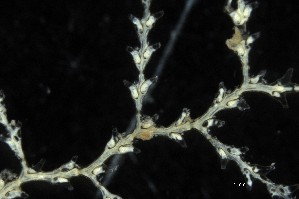  (Sertularia schmidti - NOAH0959)  @11 [ ] by-nc-sa (2025) Joan J. Soto-Angel University Museum of Bergen, Natural History Collections