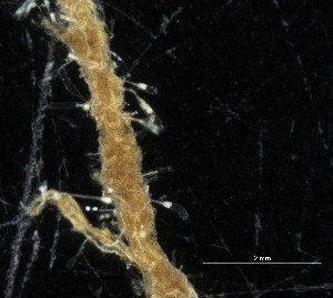  ( - NOAH0961)  @11 [ ] by-nc-sa (2025) Joan J. Soto-Angel University Museum of Bergen, Natural History Collections