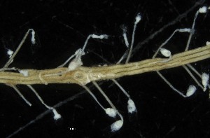  ( - NOAH0964)  @11 [ ] by-nc-sa (2025) Joan J. Soto-Angel University Museum of Bergen, Natural History Collections