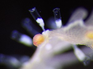  (Calycella - NOAH1148)  @11 [ ] by-nc-sa (2025) Joan J. Soto-Angel University Museum of Bergen, Natural History Collections