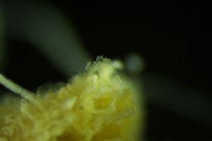  ( - NOAH1160)  @11 [ ] by-nc-sa (2025) Joan J. Soto-Angel University Museum of Bergen, Natural History Collections