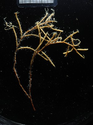  (Thuiaria - NOAH1182)  @11 [ ] by-nc-sa (2025) Joan J. Soto-Angel University Museum of Bergen, Natural History Collections