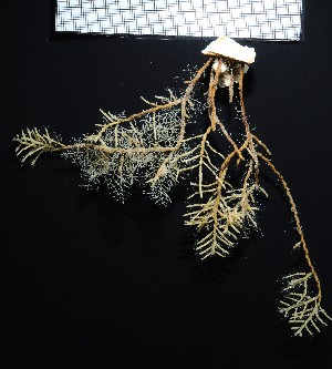  (Thuiaria arctica - NOAH1187)  @11 [ ] by-nc-sa (2025) Joan J. Soto-Angel University Museum of Bergen, Natural History Collections