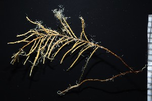  ( - NOAH1188)  @11 [ ] by-nc-sa (2025) Joan J. Soto-Angel University Museum of Bergen, Natural History Collections