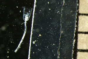  (Campanularia - NOAH1189)  @11 [ ] by-nc-sa (2025) Joan J. Soto-Angel University Museum of Bergen, Natural History Collections