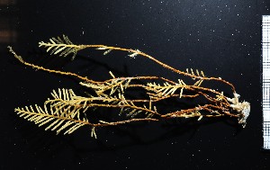  (Thuiaria breitfussi - NOAH1190)  @11 [ ] by-nc-sa (2025) Joan J. Soto-Angel University Museum of Bergen, Natural History Collections