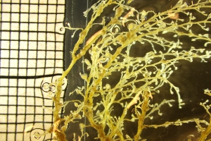  (Halecium marsupiale - NOAH1199)  @11 [ ] by-nc-sa (2025) Joan J. Soto-Angel University Museum of Bergen, Natural History Collections