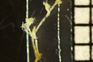  ( - NOAH1204)  @11 [ ] by-nc-sa (2025) Joan J. Soto-Angel University Museum of Bergen, Natural History Collections