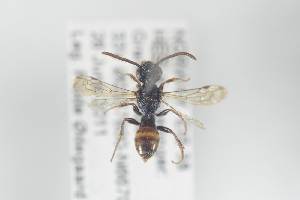  ( - NOAPI109)  @13 [ ] CreativeCommons - Attribution Non-Commercial Share-Alike (2014) Arnstein Staverlokk Norwegian Institute of Nature Research