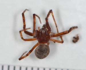  ( - NHMO_ARA00158)  @13 [ ] Unspecified (default): All Rights Reserved  Unspecified Unspecified