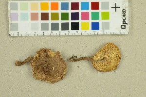  ( - O-F-67051)  @11 [ ] by-nc-sa (2025) Unspecified University of Oslo, Natural History Museum