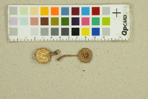  ( - O-F-68045)  @11 [ ] by-nc-sa (2025) Unspecified University of Oslo, Natural History Museum