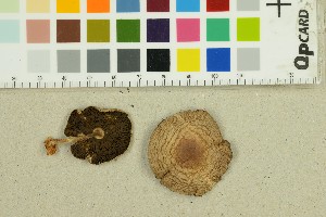  ( - O-F-68365)  @11 [ ] by-nc-sa (2025) Unspecified University of Oslo, Natural History Museum