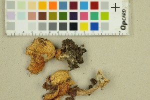  (Cortinarius arcuatorum - O-F-68815)  @11 [ ] by-nc-sa (2025) Unspecified University of Oslo, Natural History Museum