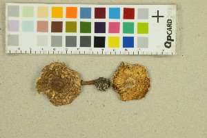  ( - O-F-80240)  @11 [ ] by-nc-sa (2025) Unspecified University of Oslo, Natural History Museum