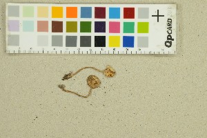  ( - O-F-80241)  @11 [ ] by-nc-sa (2025) Unspecified University of Oslo, Natural History Museum