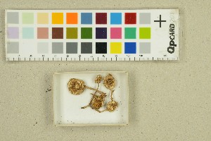  ( - O-F-80242)  @11 [ ] by-nc-sa (2025) Unspecified University of Oslo, Natural History Museum