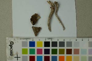  ( - O-F-204399)  @11 [ ] by-nc-sa (2025) Unspecified University of Oslo, Natural History Museum